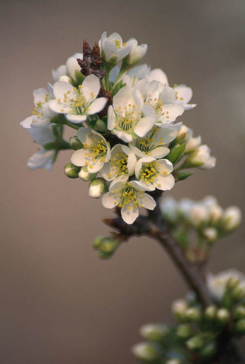 Image of Chinese plum