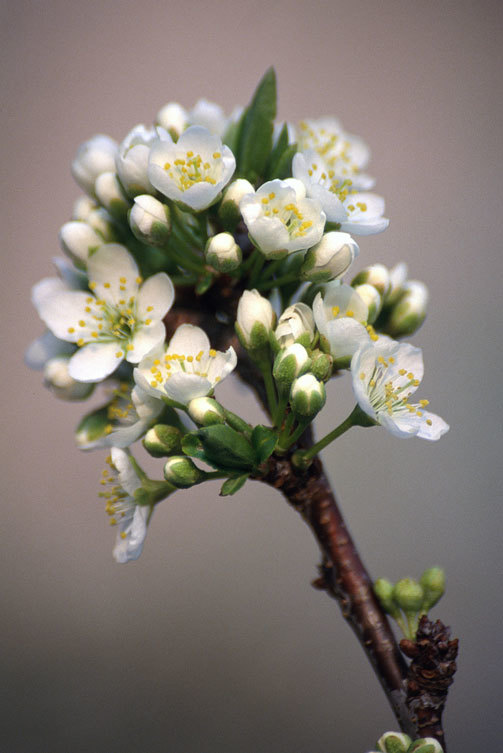 Image of Chinese plum