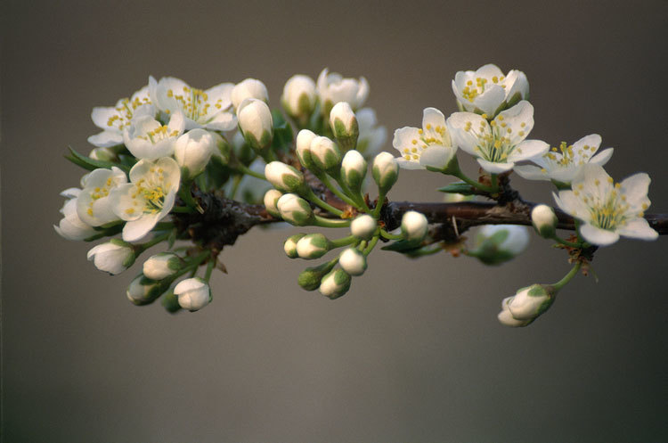 Image of Chinese plum