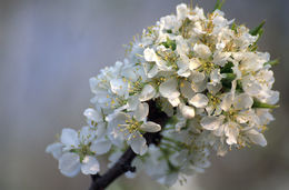 Image of Chinese plum