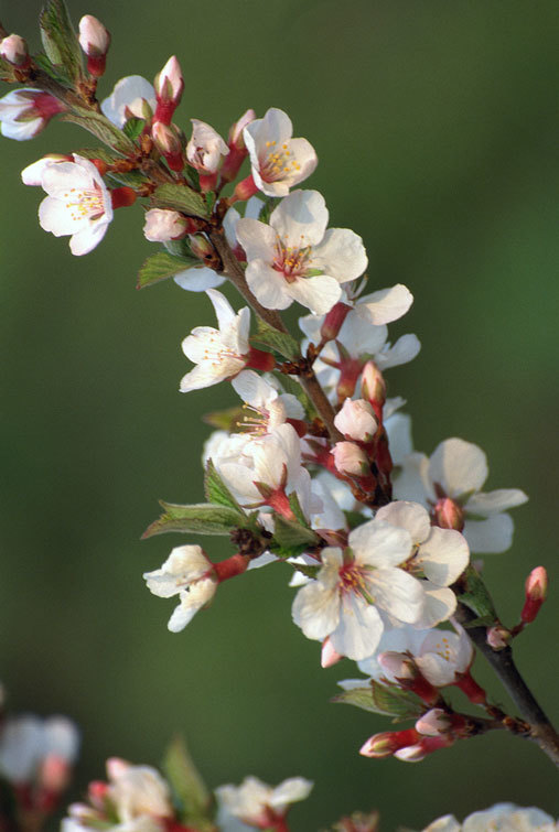 Image of Nanking cherry