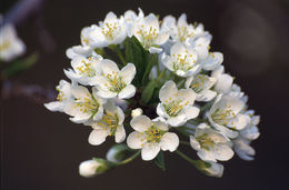 Image of Chinese plum