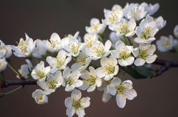 Image of Chinese plum