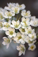 Image of Chinese plum