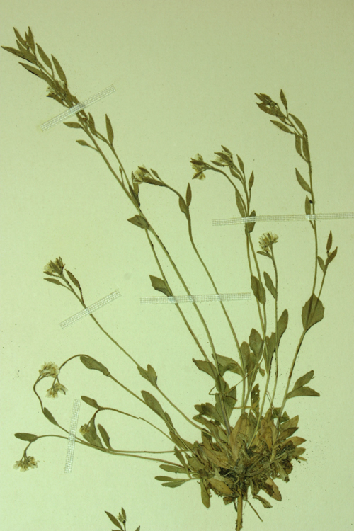 Image of Tall Whitlow-Grass