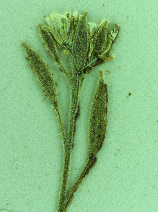 Image of Tall Whitlow-Grass