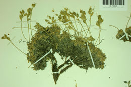 صورة Draba pterosperma Payson