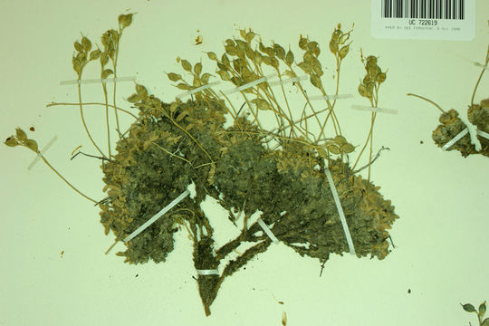 Image of wingedseed draba