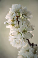 Image of Chinese plum