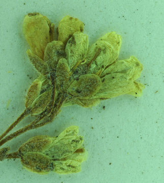 صورة Draba pterosperma Payson