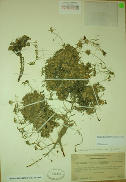 Image of Sharsmith's draba