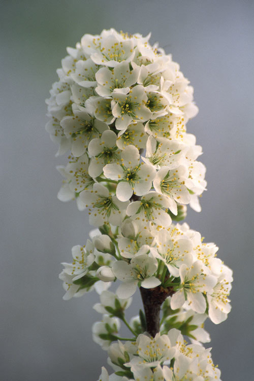 Image of Chinese plum