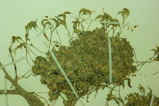 Image of Sharsmith's draba