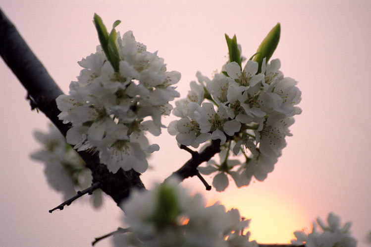 Image of Chinese plum