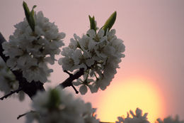 Image of Chinese plum