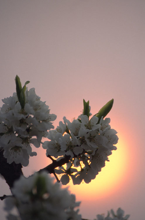 Image of Chinese plum