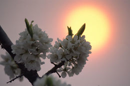 Image of Chinese plum