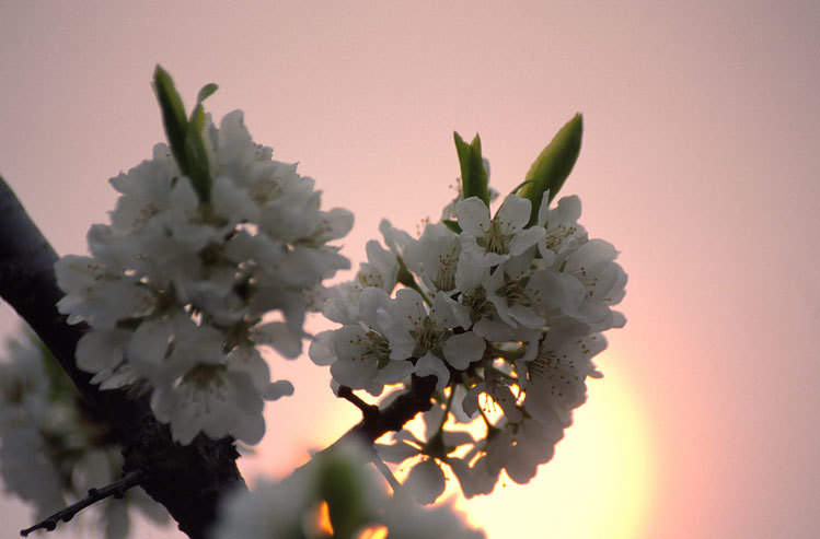 Image of Chinese plum