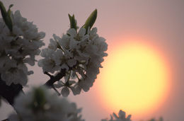 Image of Chinese plum