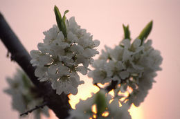 Image of Chinese plum