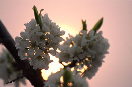 Image of Chinese plum