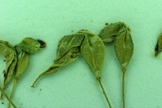 Image of Sharsmith's draba