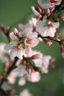 Image of Nanking cherry