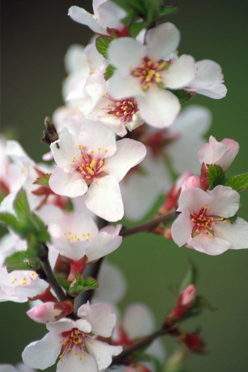 Image of Nanking cherry