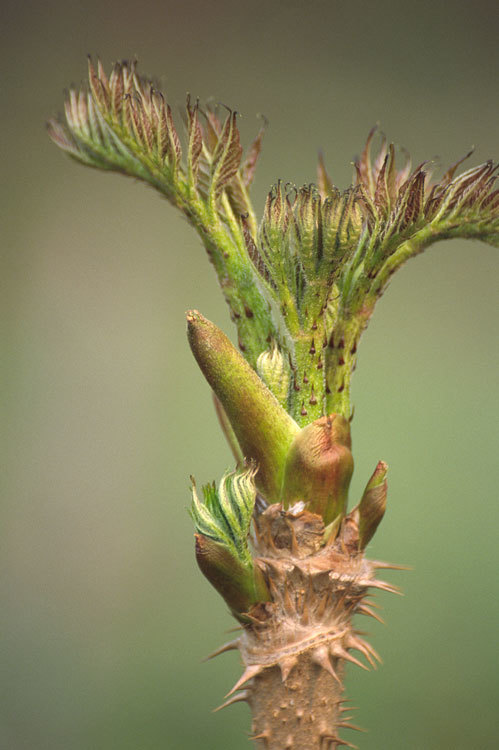 Image of Japanese angelica tree