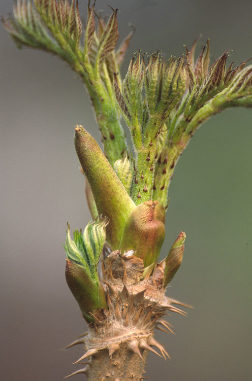 Image of Japanese angelica tree