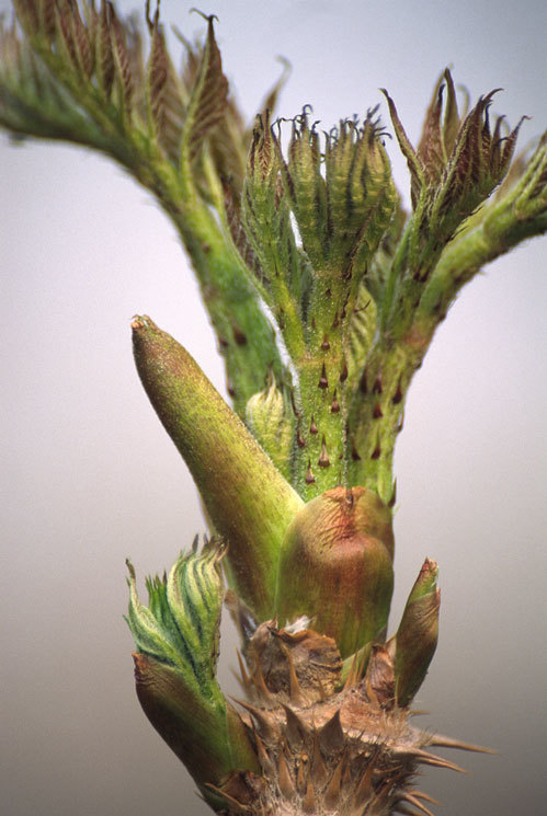 Image of Japanese angelica tree