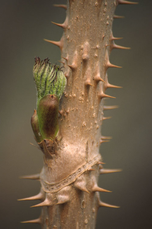 Image of Japanese angelica tree