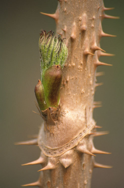 Image of Japanese angelica tree