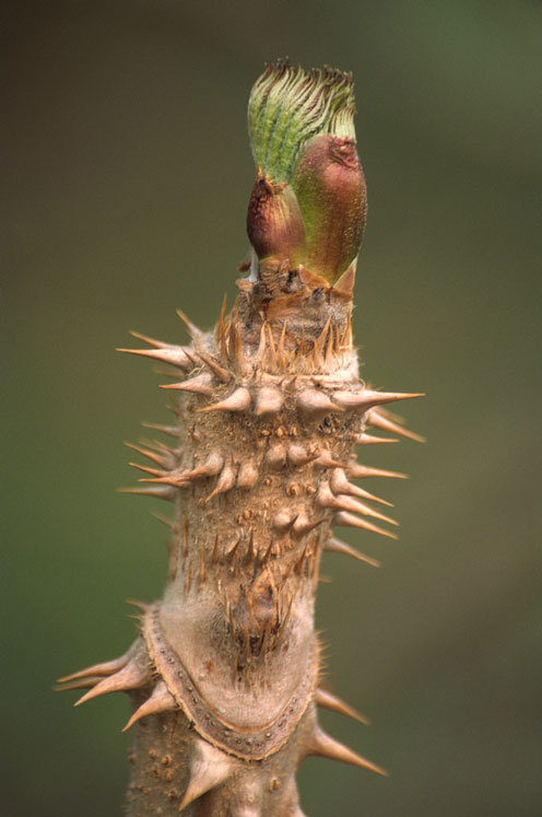 Image of Japanese angelica tree