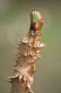 Image of Japanese angelica tree