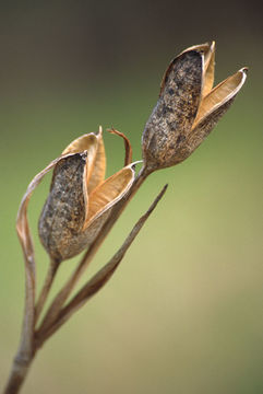 Image de Iris ensata Thunb.