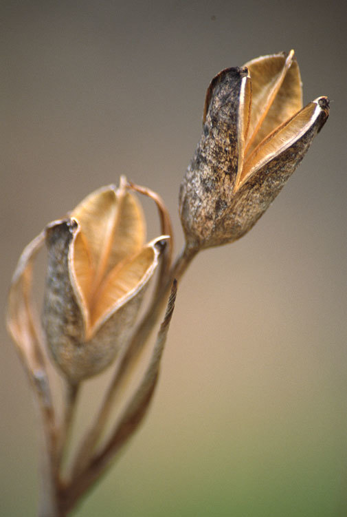 Image of Japanese iris