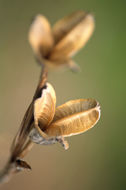 Image of Japanese iris