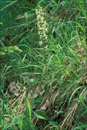 Image of Platanthera metabifolia F. Maek.