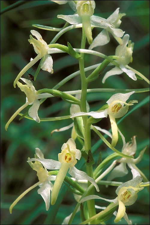 Image de Platanthera metabifolia F. Maek.