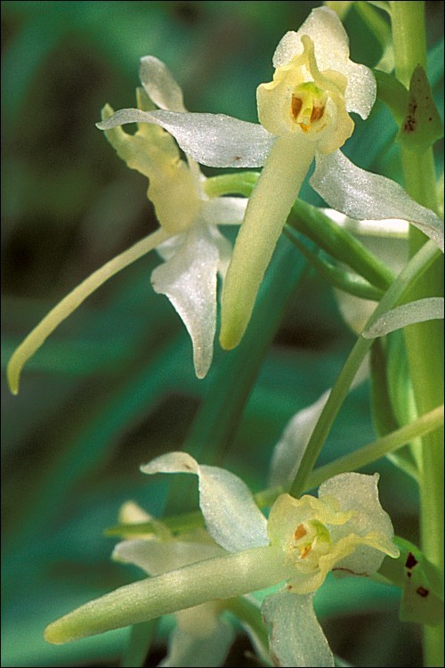Image of Platanthera metabifolia F. Maek.