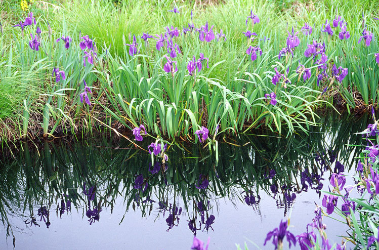 Слика од Iris laevigata Fisch.