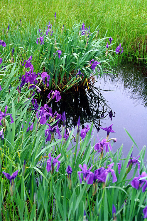 Image of rabbitear iris