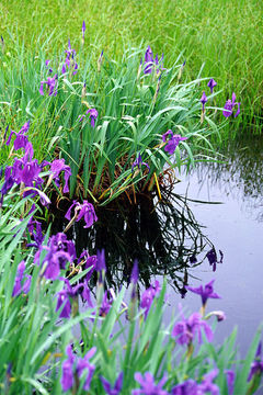 Image of rabbitear iris