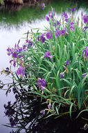 Image of rabbitear iris