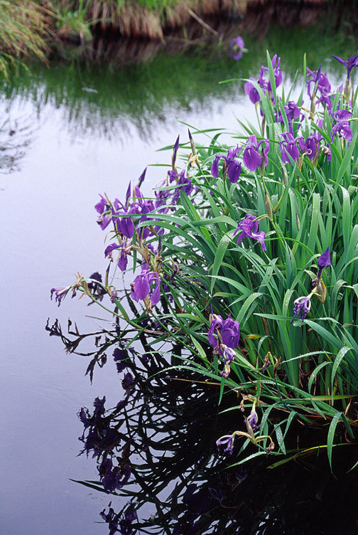 Image of rabbitear iris