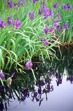 Image of rabbitear iris