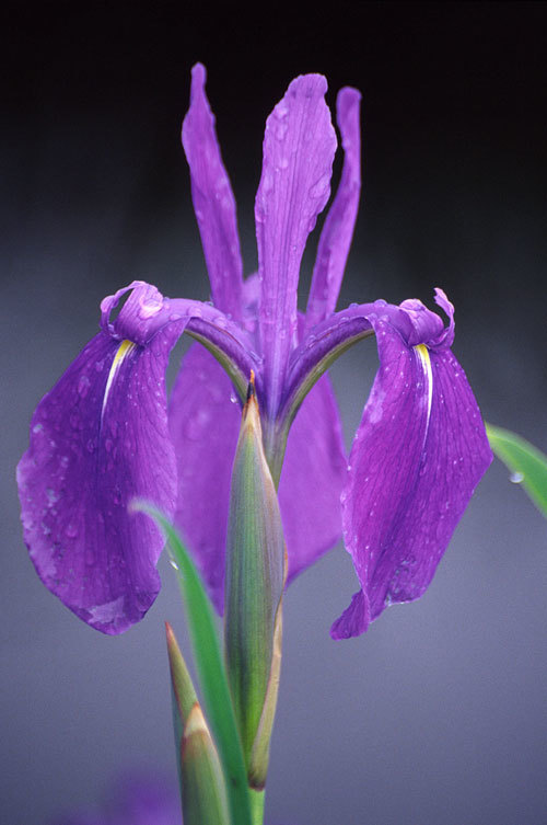 Image of rabbitear iris