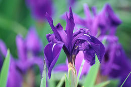 Image of rabbitear iris