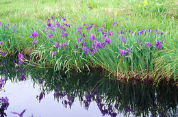 Слика од Iris laevigata Fisch.